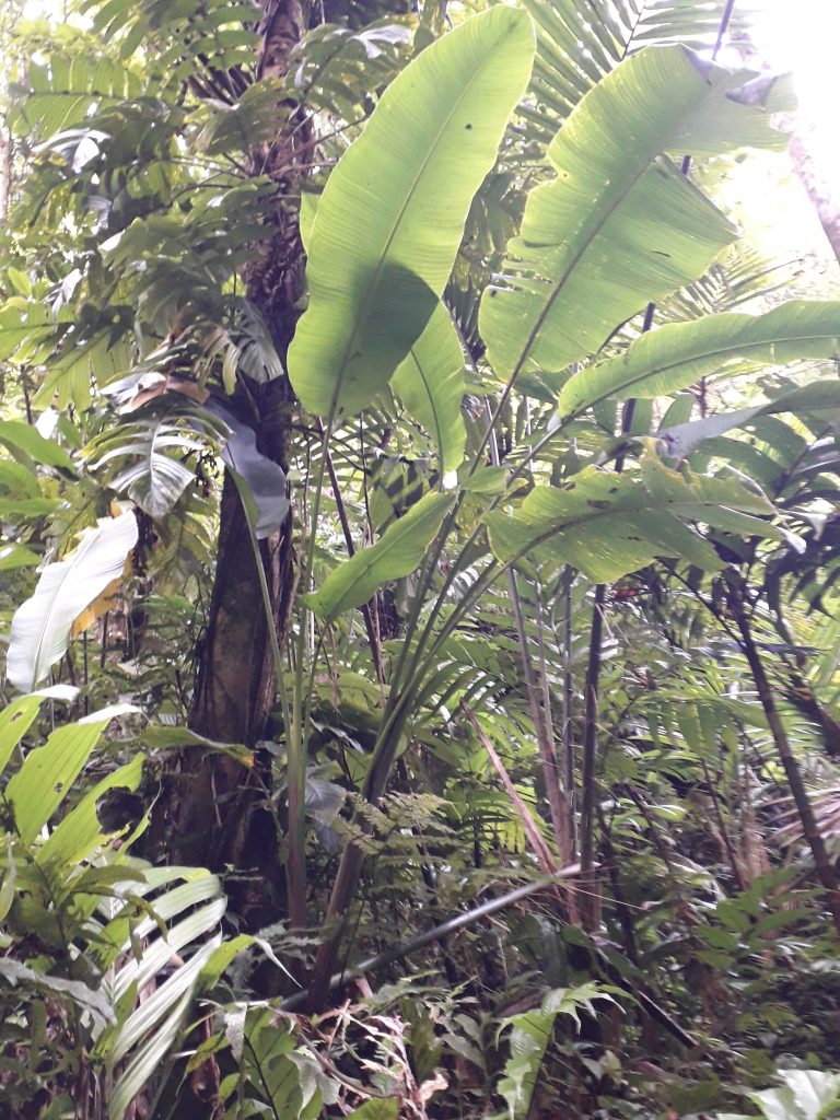 Helicon Plant Species Decline in Malaita Province Raises Concerns