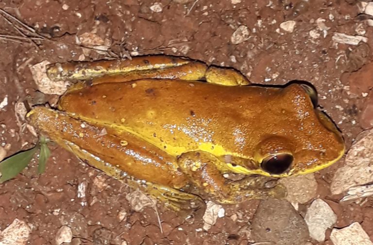 Important Frogs Declining in Gerea